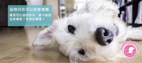 寵物骨灰放在家|寵物骨灰可以放家裡嗎？專家揭露家中安葬寵物骨灰的。